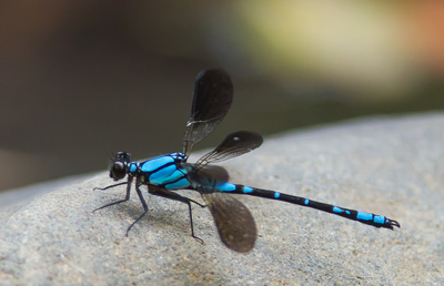 Diphlebia coerulescens